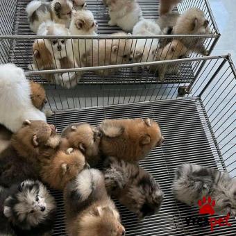 Ράτσα: Πομεράνιαν - Pomeranian | Ηλικία: 2,5 μηνών | Φύλο: Αρσενικό | Αρ. Microchip: 900123456789123 | Ιδιώτης | Εκπαιδευμένο | Pedigree | Περιοχή: Αθήνα, Αττική